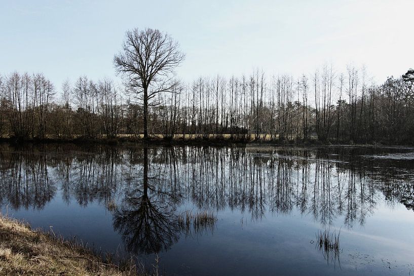 Arbres par Yvonne Blokland