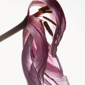 Still life of a tulip with backlighting by Hanny Andela - Andelafotografie
