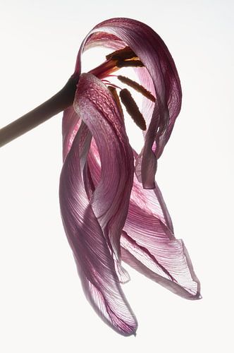 Stilleven van een tulp met tegenlicht