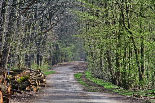in de bossen