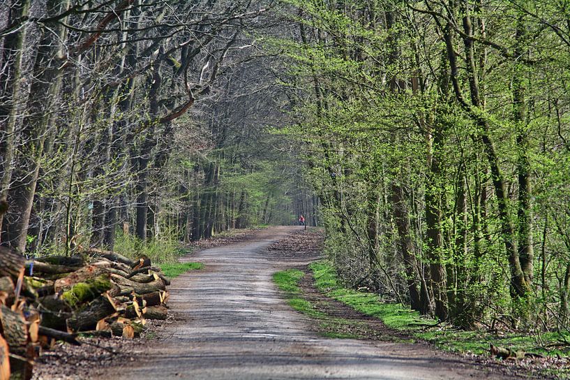 dans les bois par Edgar Schermaul