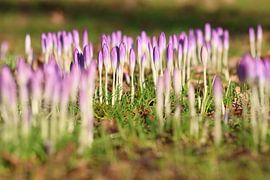 Gruppe von Krokussen.2