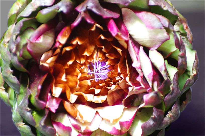 Artichoke by Peter Broer