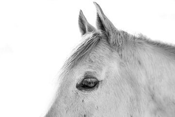 Fine Art Cheval blanc sur fond blanc sur Femke Ketelaar