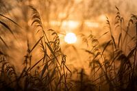 Reed plumes - golden hour