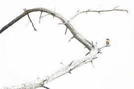 Das Schwarzkehlchen von Danny Slijfer Natuurfotografie