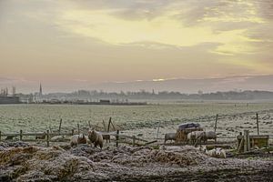 schapen in de wei van Dirk van Egmond