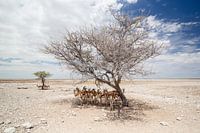Gazelles in Ethosha National Park