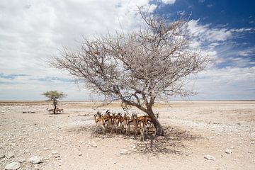 Gazellen in Ethosha National Park