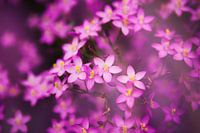 Pink Flowers