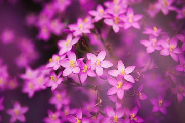 Des Fleurs Violet sur Jacqueline Lemmens