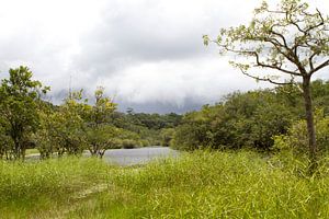 Coesewijne Fluss in Suriname