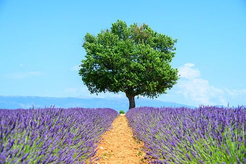 Bloeiende lavendel in de Provence tijdens een zomerse dag