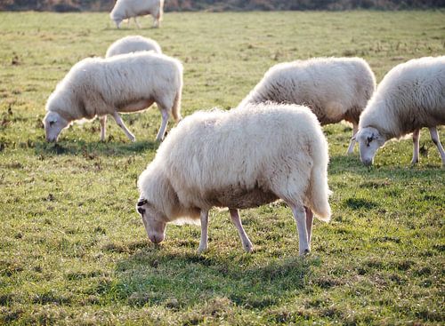 Schapen in het ochtendlicht