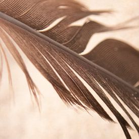 Feather on the beach by Gripp_D