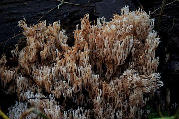 Coral mushroom. by Corine Dekker