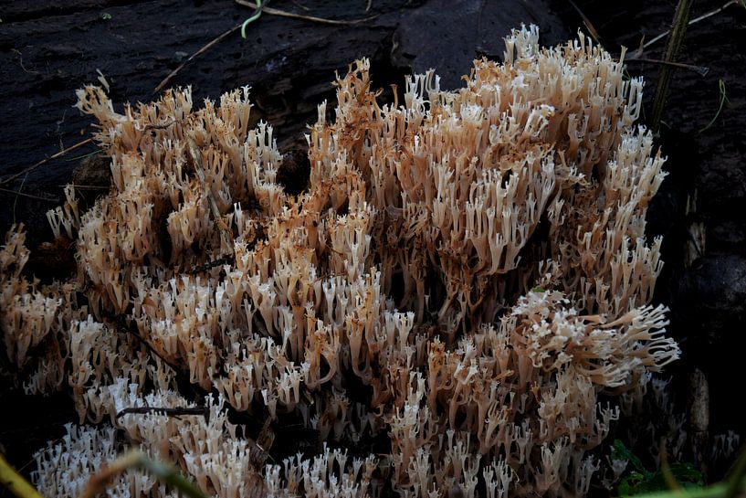 Korallenpilz. von Corine Dekker