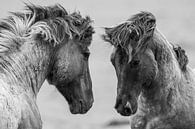 Vechtende wilde paarden van Inge Jansen thumbnail