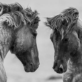 Lutte contre les chevaux sauvages sur Inge Jansen