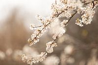 bloesem in Kopenhagen | landelijke stijl | fine art natuur fotoprint