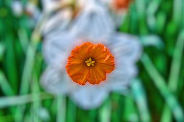 Narcissen hart van Franciska de Vos