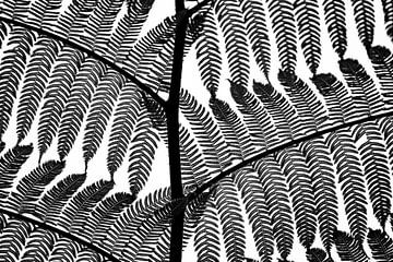 zwart wit varenblad, black white fern