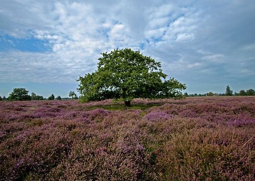 Boom op heideveld