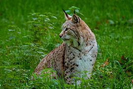 Lynx on a meadow