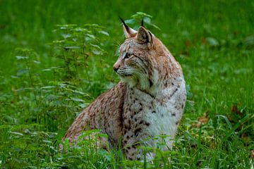 Lynx op een weiland van Roland Brack