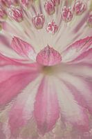 Zeeland Knot (Astrantia Major) in soft pink with a picturesque reflection