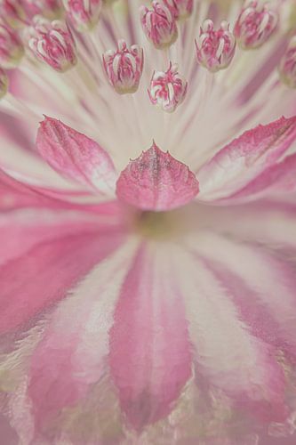 Zeeuws Knoopje (Astrantia Major)  in zacht roze met een schilderachtige reflectie