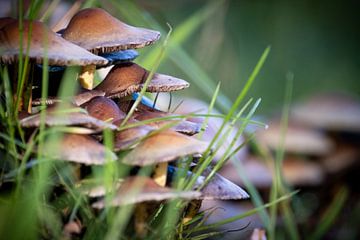 champignons dans l'herbe sur Maarten van Loon