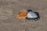 schelpen