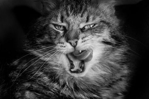Haustiger