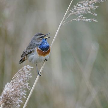 Zingend blauwborstmannetje van Herman Peters