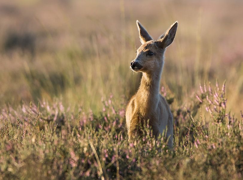 Ree par David van 't Hof
