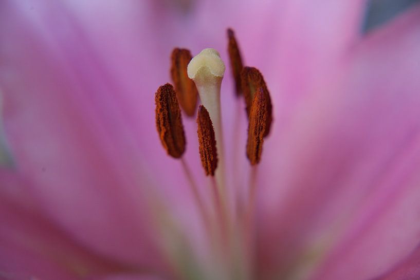 Lily by YuThor Photography