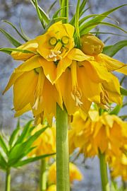 Gele keizerskroon in close-up