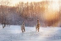 galoppierende Fohlen in der Winterlandschaft
