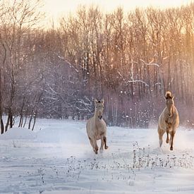 galoppierende Fohlen in der Winterlandschaft von Carola Meyer