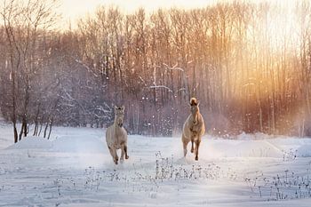 galoppierende Fohlen in der Winterlandschaft