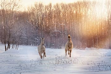 galopperende veulens in het winterlandschap van Carola Meyer