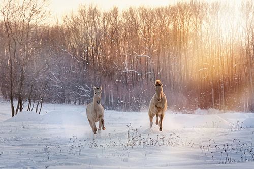 des poulains au galop dans le paysage hivernal sur Carola Meyer