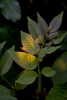Green leaves backlit by the sun