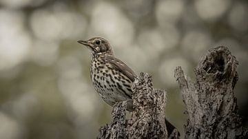 Thrushes by Maurice Cobben