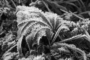Blatt im Rauhreif am Morgen 5