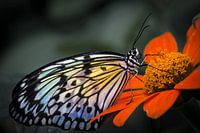 Macro image of a tropical butterfly on a coloured flower against a grey background