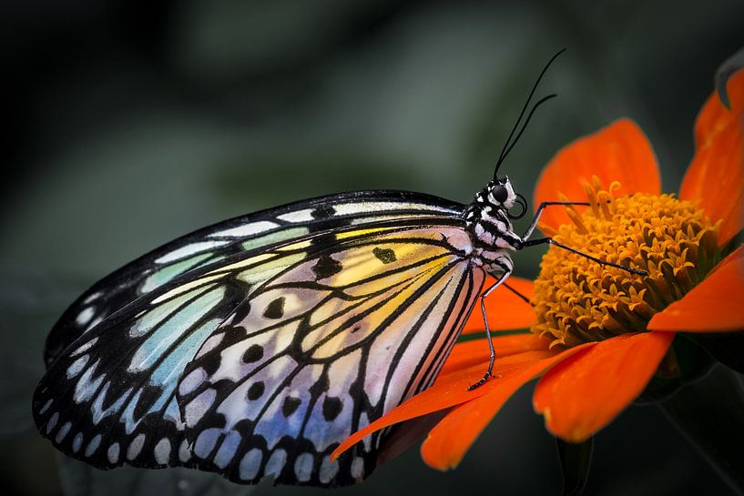 Macro beeld van een tropische vlinder op een gekleurde bloem tegen een grijze achtergrond van Wout Kok