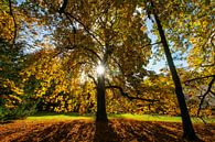 Kastanienbaum voll in Herbstfarben von Arthur Puls Photography Miniaturansicht