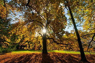 Kastanienbaum voll in Herbstfarben